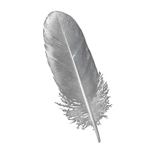 Snowy Owl Feather Vinyl Car Decal Sticker – Waterproof & UV-Resistant 3.4133333333333336" Snowy Owl Feather Vinyl Car Decal Sticker – Waterproof & UV-Resistant 3.4133333333333336"