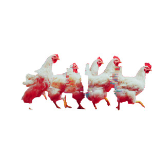 Glitch Chickens Running Vinyl Car Decal Sticker – Waterproof & UV-Resistant 6.826666666666667"