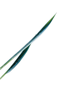 Blade Of Grass Vinyl Car Decal Sticker – Waterproof & UV-Resistant 4.4 Blade Of Grass Vinyl Car Decal Sticker – Waterproof & UV-Resistant 4.4
