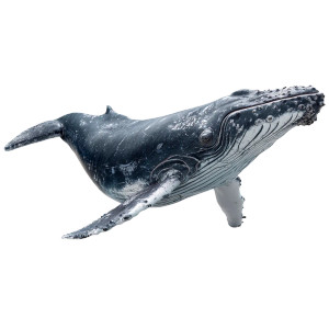 Humpback Whale V3 Vinyl Car Decal Sticker – Waterproof & UV-Resistant 3.4133333333333336" Humpback Whale V3 Vinyl Car Decal Sticker – Waterproof & UV-Resistant 3.4133333333333336"