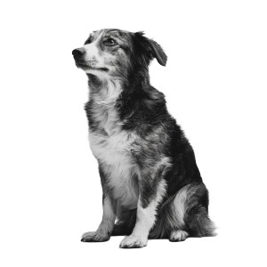 Sitting Dog V2 Vinyl Car Decal Sticker – Waterproof & UV-Resistant 3.4133333333333336" Sitting Dog V2 Vinyl Car Decal Sticker – Waterproof & UV-Resistant 3.4133333333333336"
