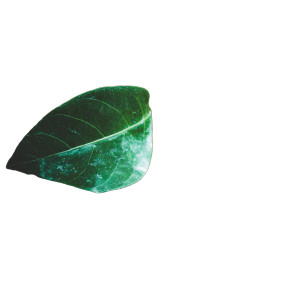 Fallen Green Leaf Vinyl Car Decal Sticker – Waterproof & UV-Resistant 6.826666666666667"