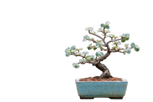 Bonsai Serenity Vinyl Car Decal Sticker – Waterproof & UV-Resistant 5.97333333333333 Bonsai Serenity Vinyl Car Decal Sticker – Waterproof & UV-Resistant 5.97333333333333