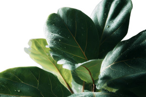 Ficus Lyrata Detail Vinyl Car Decal Sticker – Waterproof & UV-Resistant 5.97333333333333 Ficus Lyrata Detail Vinyl Car Decal Sticker – Waterproof & UV-Resistant 5.97333333333333