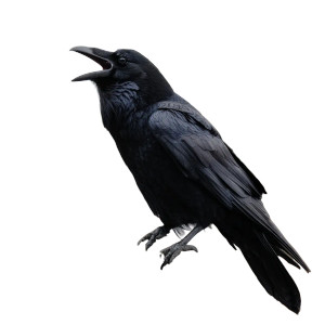Singing Black Raven Vinyl Car Decal Sticker – Waterproof & UV-Resistant 3.4133333333333336"