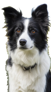 Border Collie V4 Vinyl Car Decal Sticker – Waterproof & UV-Resistant 4.8533333333333335"