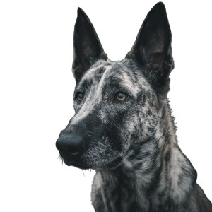 Belgian Malinois Dog Vinyl Car Decal Sticker – Waterproof & UV-Resistant 3.4133333333333336"