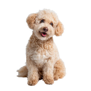 Smiling Poodle Vinyl Car Decal Sticker – Waterproof & UV-Resistant 3.4133333333333336" Smiling Poodle Vinyl Car Decal Sticker – Waterproof & UV-Resistant 3.4133333333333336"