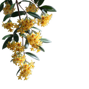Blooming Osmanthus Branch Vinyl Car Decal Sticker – Waterproof & UV-Resistant 6.826666666666667"