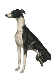 Vintage Whippet Illustration Vinyl Car Decal Sticker – Waterproof & UV-Resistant 4.4 Vintage Whippet Illustration Vinyl Car Decal Sticker – Waterproof & UV-Resistant 4.4