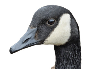 Canadian Goose V2 Vinyl Car Decal Sticker – Waterproof & UV-Resistant 3.0933333333333333"
