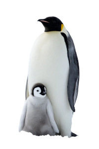 Emperor Penguin Portrait Vinyl Car Decal Sticker – Waterproof & UV-Resistant 4.4