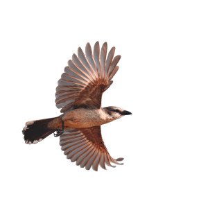 Flying Bird V4 Vinyl Car Decal Sticker – Waterproof & UV-Resistant 3.4133333333333336"