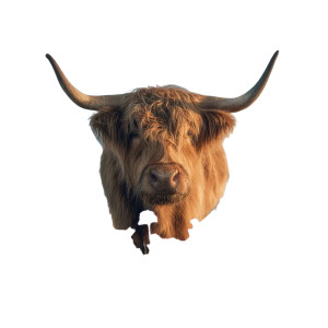 Highland Cow V2 Vinyl Car Decal Sticker – Waterproof & UV-Resistant 6.826666666666667"