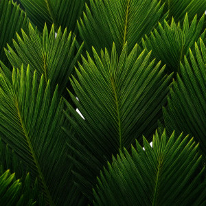 Green Palm Fronds Vinyl Car Decal Sticker – Waterproof & UV-Resistant 3.4133333333333336" Green Palm Fronds Vinyl Car Decal Sticker – Waterproof & UV-Resistant 3.4133333333333336"