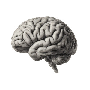 Detailed Brain Sketch Vinyl Car Decal Sticker – Waterproof & UV-Resistant 3.4133333333333336" Detailed Brain Sketch Vinyl Car Decal Sticker – Waterproof & UV-Resistant 3.4133333333333336"