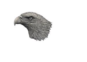 Bald Eagle Art Vinyl Car Decal Sticker – Waterproof & UV-Resistant 6.1866666666666665" Bald Eagle Art Vinyl Car Decal Sticker – Waterproof & UV-Resistant 6.1866666666666665"