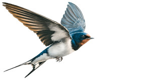Flying Swallow V2 Vinyl Car Decal Sticker – Waterproof & UV-Resistant 5.4