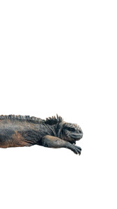 Marine Iguana Sunbathing Vinyl Car Decal Sticker – Waterproof & UV-Resistant 4.8533333333333335"