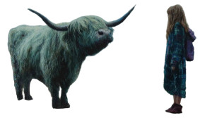 Highland Cow Encounter Vinyl Car Decal Sticker – Waterproof & UV-Resistant 5.4 Highland Cow Encounter Vinyl Car Decal Sticker – Waterproof & UV-Resistant 5.4