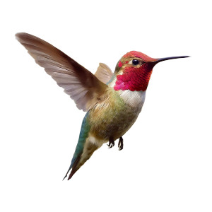 Watercolor Hummingbird V2 Vinyl Car Decal Sticker – Waterproof & UV-Resistant 3.4133333333333336" Watercolor Hummingbird V2 Vinyl Car Decal Sticker – Waterproof & UV-Resistant 3.4133333333333336"