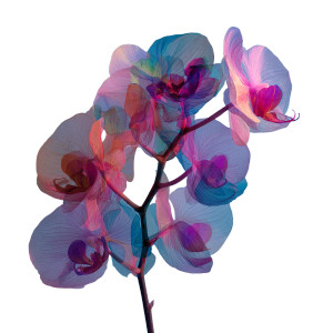 Bright Pink Orchid Vinyl Car Decal Sticker – Waterproof & UV-Resistant 3.4133333333333336" Bright Pink Orchid Vinyl Car Decal Sticker – Waterproof & UV-Resistant 3.4133333333333336"