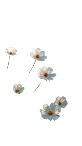 White Cosmos Flower Vinyl Car Decal Sticker – Waterproof & UV-Resistant 9.706666666666667"