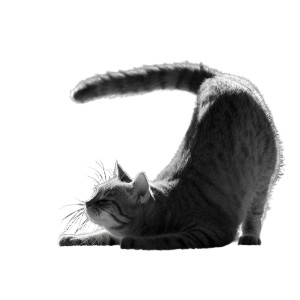 Yoga Cat V5 Vinyl Car Decal Sticker – Waterproof & UV-Resistant 3.4133333333333336" Yoga Cat V5 Vinyl Car Decal Sticker – Waterproof & UV-Resistant 3.4133333333333336"