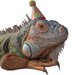 Birthday Iguana Vinyl Car Decal Sticker – Waterproof & UV-Resistant 3.4133333333333336" Birthday Iguana Vinyl Car Decal Sticker – Waterproof & UV-Resistant 3.4133333333333336"