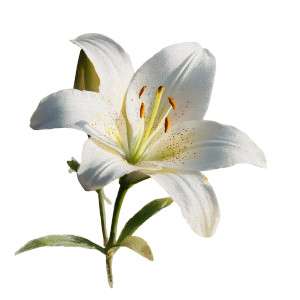 White Lily Watercolor Vinyl Car Decal Sticker – Waterproof & UV-Resistant 3.4133333333333336" White Lily Watercolor Vinyl Car Decal Sticker – Waterproof & UV-Resistant 3.4133333333333336"