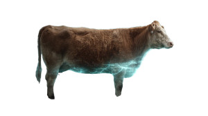 Electric Cow Vinyl Car Decal Sticker – Waterproof & UV-Resistant 5.4 Electric Cow Vinyl Car Decal Sticker – Waterproof & UV-Resistant 5.4