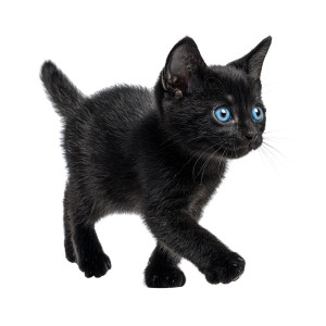 Black Kitten Jumping Vinyl Car Decal Sticker – Waterproof & UV-Resistant 6.826666666666667"
