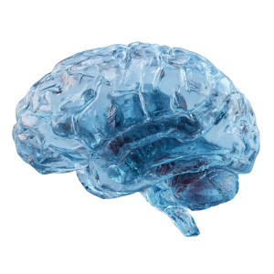 Ice Blue Brain Vinyl Car Decal Sticker – Waterproof & UV-Resistant 3.4133333333333336"