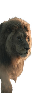 Mad Lions Vinyl Car Decal Sticker – Waterproof & UV-Resistant 9.706666666666667"