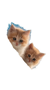 Fluffy Kittens Peeking V3 Vinyl Car Decal Sticker – Waterproof & UV-Resistant 4.8533333333333335" Fluffy Kittens Peeking V3 Vinyl Car Decal Sticker – Waterproof & UV-Resistant 4.8533333333333335"