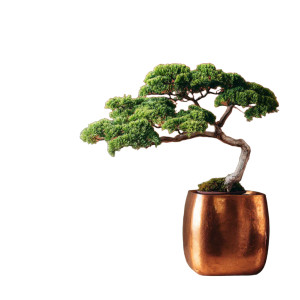 Bonsai In Copper Vinyl Car Decal Sticker – Waterproof & UV-Resistant 3.4133333333333336" Bonsai In Copper Vinyl Car Decal Sticker – Waterproof & UV-Resistant 3.4133333333333336"