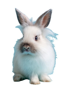 Fluffy Little Rabbit Vinyl Car Decal Sticker – Waterproof & UV-Resistant 4.4