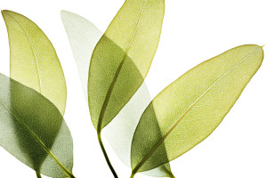 Eucalyptus Leaves Vinyl Car Decal Sticker – Waterproof & UV-Resistant 5.97333333333333 Eucalyptus Leaves Vinyl Car Decal Sticker – Waterproof & UV-Resistant 5.97333333333333