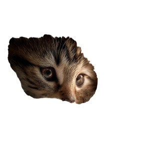 Snuggled Kitten Vinyl Car Decal Sticker – Waterproof & UV-Resistant 3.4133333333333336"