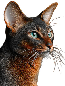 Majestic Oriental Cat Vinyl Car Decal Sticker – Waterproof & UV-Resistant 4.1066666666666665"