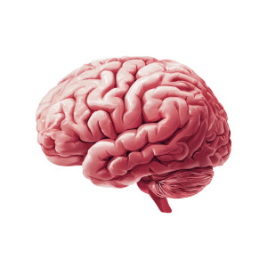 Brain Vector Art Vinyl Car Decal Sticker – Waterproof & UV-Resistant 3.4133333333333336"