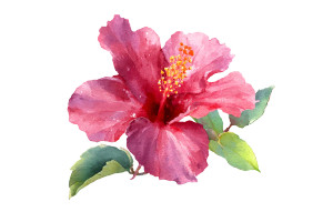 Hibiscus Watercolor Vinyl Car Decal Sticker – Waterproof & UV-Resistant 2.986666666666667" Hibiscus Watercolor Vinyl Car Decal Sticker – Waterproof & UV-Resistant 2.986666666666667"