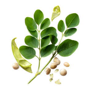 Moringa Oleifera Close-Up Vinyl Car Decal Sticker – Waterproof & UV-Resistant 3.4133333333333336"