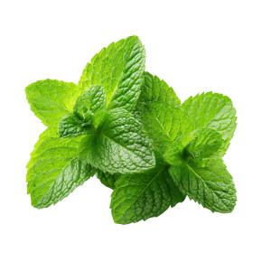 Mint Vinyl Car Decal Sticker – Waterproof & UV-Resistant 3.4133333333333336"