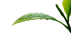 Tea Leaf Close-Up Vinyl Car Decal Sticker – Waterproof & UV-Resistant 2.72" Tea Leaf Close-Up Vinyl Car Decal Sticker – Waterproof & UV-Resistant 2.72"