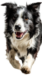 Excited Border Collie Vinyl Car Decal Sticker – Waterproof & UV-Resistant 9.706666666666667"