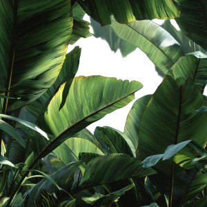 Jungle Banana Leaves Vinyl Car Decal Sticker – Waterproof & UV-Resistant 3.4133333333333336"