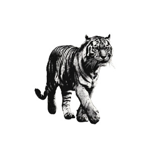 Slow Tiger Vinyl Car Decal Sticker – Waterproof & UV-Resistant 6.826666666666667"