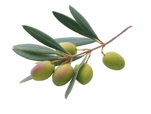 Olive Branch V5 Vinyl Car Decal Sticker – Waterproof & UV-Resistant 6.1866666666666665"
