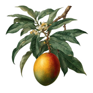 Vintage Mango Illustration V2 Vinyl Car Decal Sticker – Waterproof & UV-Resistant 6.826666666666667"